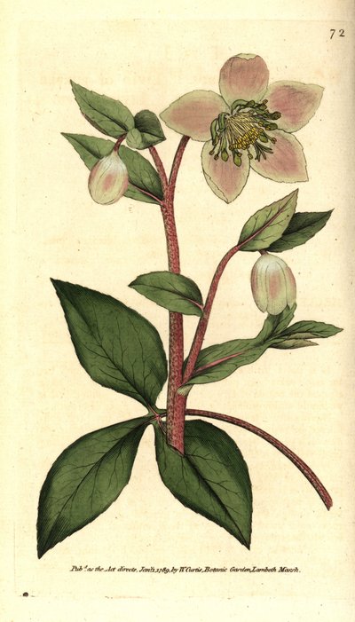 ヘレボア（エルレボア）の色が濃い、または黒い - 色が濃い、または紫色のヘレボア（Helleborus lividus）。William Curtis