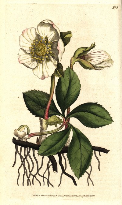 Hellebore (ellebore) noir ou rose de Noel - クリスマスローズまたはブラックヘレボルス、Helleborus niger。William Curtis