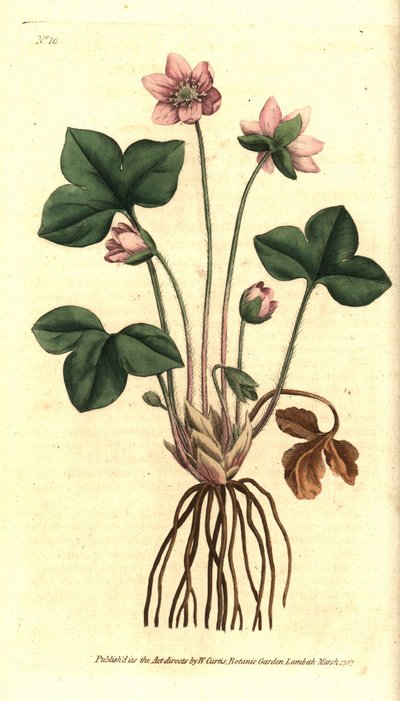 Hepatic, noble or three-lobed hepatic anemone - Hepatica or noble liverwort, Anemone hepatica.William Curtis