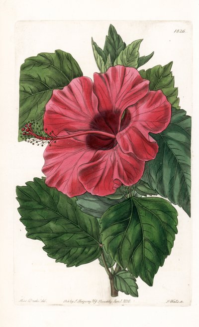 中国産のハイビスカス・ローズ - イギリスのSydenham Edwards（1768-1819）のBotanical Registerに掲載されているSarah Anne Drake（1803-1857）のイラストをS.Wattsがエングレーヴィングしたもの。 作： Sydenham Teast Edwards