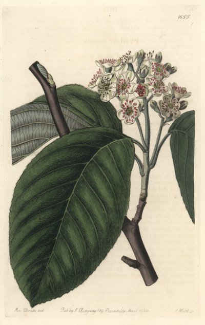 ヒマラヤナナカマド - S. Watts Strong Water、Sarah Anne Drake (1803-1857)のイラストより、Botanical Registerより。 作： Sydenham Teast Edwards