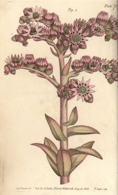 ハウスリーク（Sempervivum tectorum）、ドデカジニア（Dodecagynia）、12の雌しべを持つ両性具有の花。植物園で行われたウィリアム・カーティスの植物学講義のために、シデナム・エドワーズが描いた植物図版を、F・サンソムが手彩色銅版画にしたもの。 作： Sydenham Teast Edwards