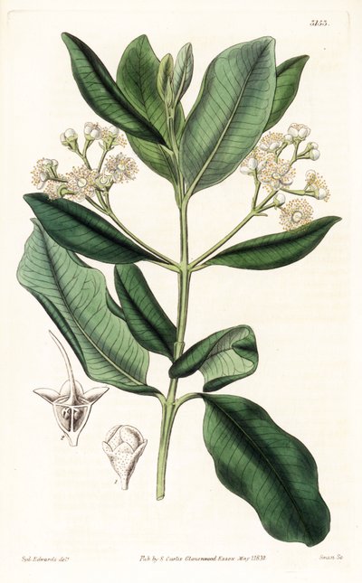 インディアンウッド：カリブ海原産のベイラムツリー（Pimenta racemosa）（ワイルドクローブツリー（Myrcia acris））。サミュエル・カーティスの「Botanical Magazine」（ロンドン）に掲載されたシデナム・エドワーズのイラストをもとに、スワンが手彩色した銅版画。 作： Sydenham Teast Edwards