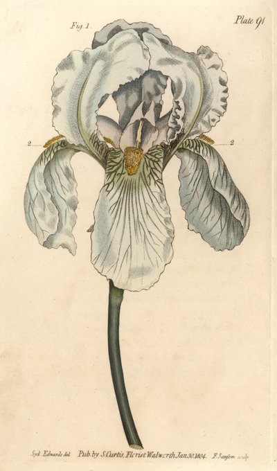 Iris florentina, Iris germanica nothovar.William Curtis