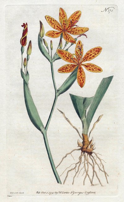 ヒョウモンアヤメ（Iris Domestica） - Sydenham Edwards（1768-1819）によるリトグラフ、William Curtis（1746-1799）のBotanical Magazineより。 作： Sydenham Teast Edwards