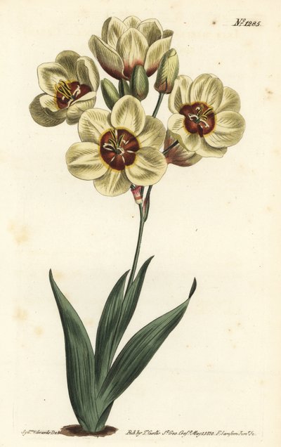 Ixia abbreviata（クリーム色の斑点のあるイクシア、Ixia maculata v. ochroleuca）。William Curtis