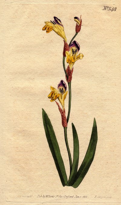 イキシアは黄紫と茶色の花を咲かせるリンジェント・コロラ。Ringent ixiaは黄色、紫、茶色の花を持つ。Ixia bicolor（イクシア バイカラー）。ウィリアム・カーティスの "Botanical Magazine "に掲載されたSydenham Edwardsの植物図鑑からの手彩色銅版画。 作： Sydenham Teast Edwards