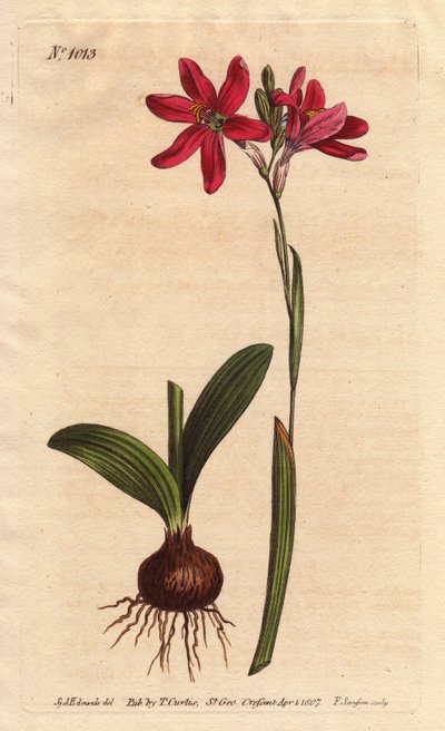 南アフリカのユリ科のイクシア・ピンク。球根と葉で説明。薔薇色のイクシア、南アフリカ産のユリ科の美しいピンク色の花、左の球根と葉と一緒に写っています。Ixia latifolia (Ixia capillaris)です。手彩色の銅版画エン 作： Sydenham Teast Edwards