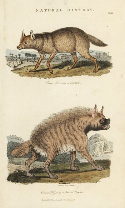 ジャッカルとハイエナ - 金色のジャッカル(Canis aureus)と縞模様のハイエナ(Hyaena hyaena)。John Mason GoodのPantologia, a New Encyclopedia, G. Kearsley, Londonに掲載されたSydenham Edwardsによる手彩色の銅版画。 作： Sydenham Teast Edwards