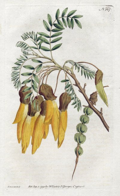 ニュージーランド産のソフォラの品種「コワイ」 - Sydenham Edwards（1768-1819）によるリトグラフ、William Curtis（1746-1799）のBotanical Magazineより。 作： Sydenham Teast Edwards