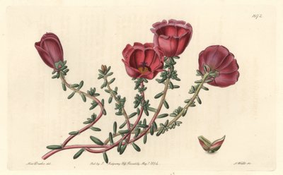 チリ原産の大輪の花を咲かせるパースレーン（eleven hour knight） - S. Watts strong water、Sarah Anne Drake（1803-1857）のイラストより、Botanical Registerより。 作： Sydenham Teast Edwards