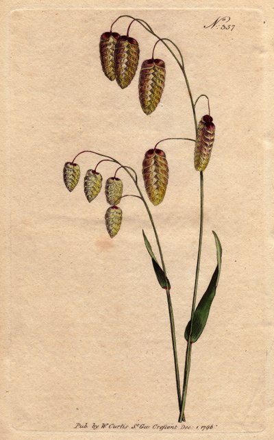 金色の種が足元に寄り添っている大きな鍔、草の草。原産地はスペインとイタリア。金色の種が茎に垂れ下がっている大クワガタ草。スペインとイタリアが原産。Briza Maxima.Syによる植物図鑑からの手彩色銅版画 作： Sydenham Teast Edwards