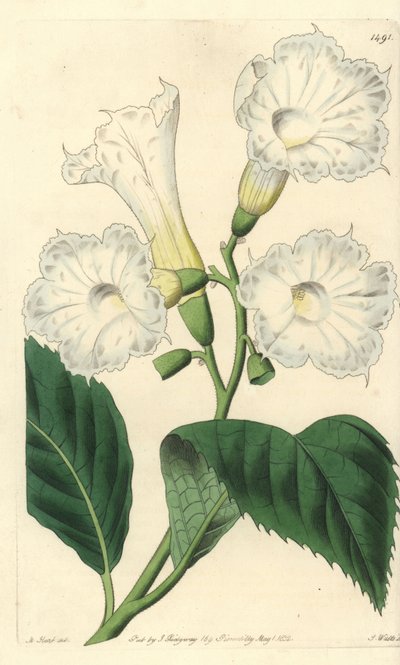 大輪の花を咲かせるコルディア（Cordia grandiflora）。Sydenham Edwards