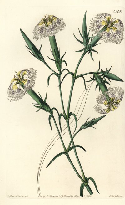 レバノンカーネーション（絶滅危惧種） - レバノンのピンク、Dianthus libanotis。絶滅危惧種。Sydenham Edwards