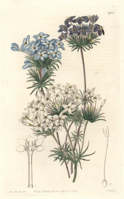 カリフォルニア原産のLeptosiphon androsace - Sarah Anne Drake (1803-1857)のイラストからS.Wattsが作成した水、Botanical Registerより 作： Sydenham Teast Edwards