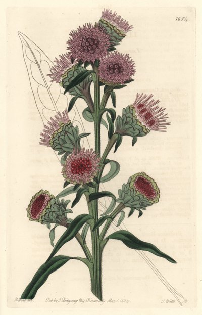 北米原産のLiatideまたはliatris - S.Wattsの強い水、M.Hartのイラストより、Botanical Registerより 作： Sydenham Teast Edwards