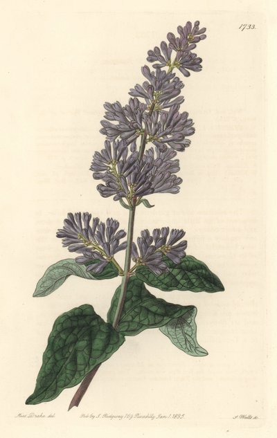 ハンガリーのライラック - Sarah Anne Drake (1803-1857)のイラストからS.Wattsが描いた強い水、Botanical Registerより。 作： Sydenham Teast Edwards