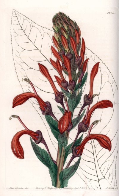チリ産のLobelia variete（カーディナル） - イギリスのSydenham Edwards（1768-1819）のBotanical Registerに掲載されているSarah Anne Drake（1803-1857）のイラストをS.Wattsがエングレーヴィングしたプレート。 作： Sydenham Teast Edwards