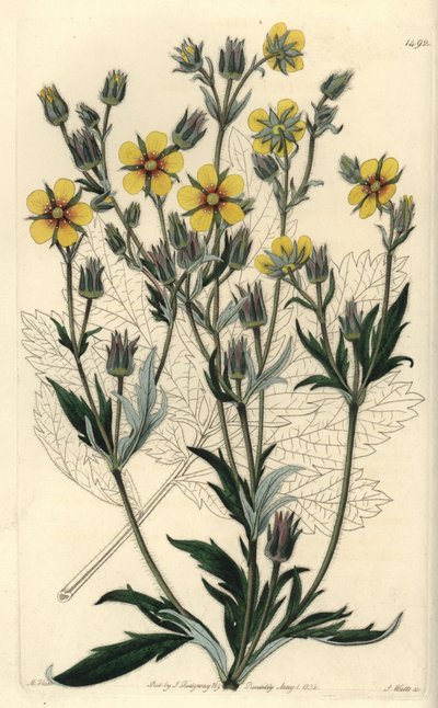 Long-leaved cinquefolia variete - Potentilla longifolia (Viscid cinquefoil, Potentilla viscosa).Sydenham Edwards