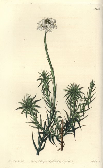 Long-leaved sphenotoma, Sphenotoma capitatum.Sydenham Edwards