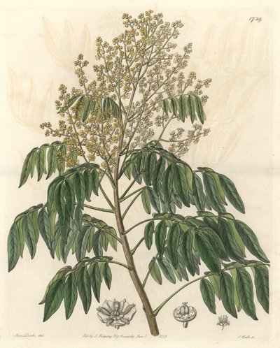 Longanier, originally from China - S. Watts strong water from an illustration by Sarah Anne Drake (1803-1857), from the Botanical Register 作： Sydenham Teast Edwards