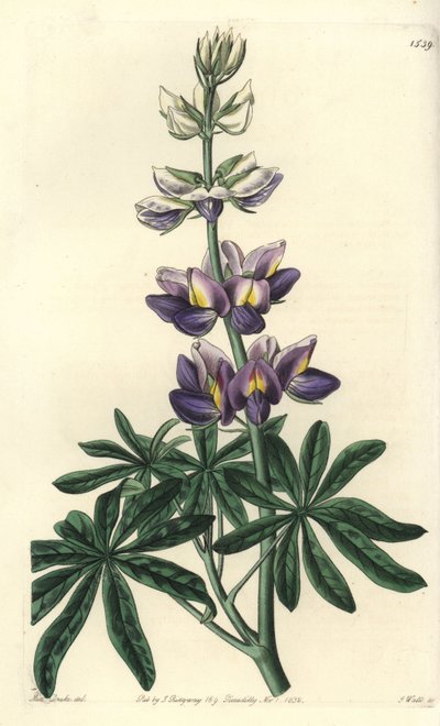 Lupin - Changeable lupinus, Lupinus mutabilis.Sydenham Edwards