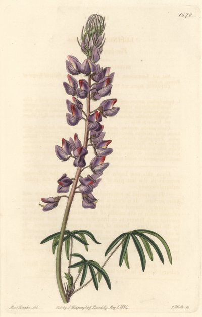細い葉を持つルパン - Sarah Anne Drake (1803-1857)のイラストからS.Wattsが描いた強い水、Botanical Registerより。 作： Sydenham Teast Edwards