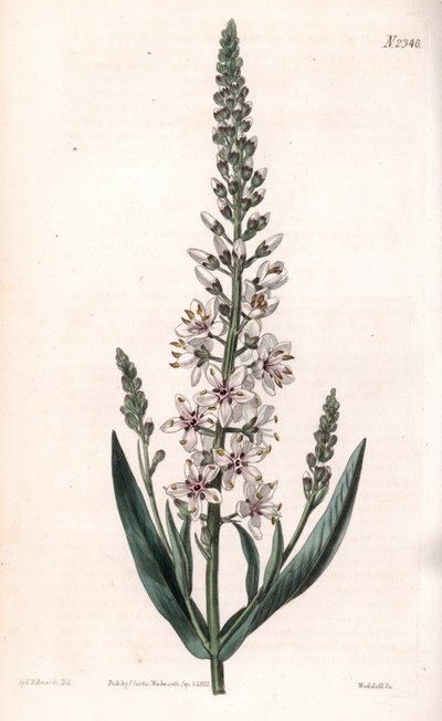 Lysimaque ephemere - 銀または柳の葉のヨシノボリ、Lysimachia ephemerum。ロンドンのSamuel Curtis