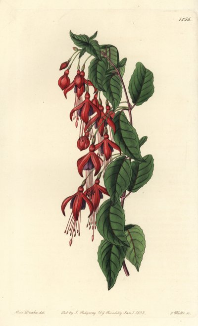 マゼランフクシア - ハミングバードフクシア、Fuchsia magellanica（バルーンフラワーフクシア、Fuchsia globosa）。Sydenham Edwards