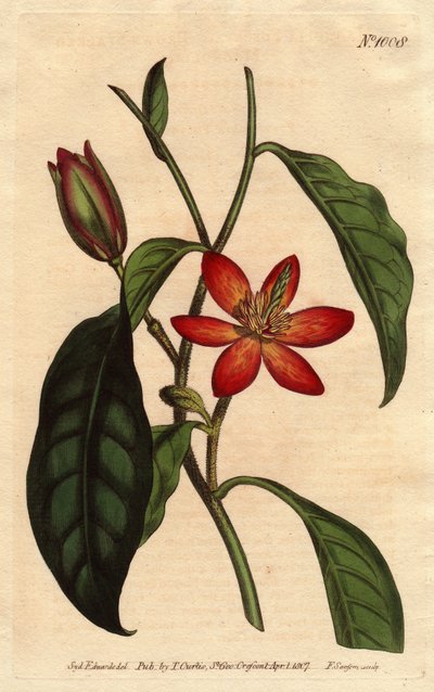 モクレンは茎が茶色で、オレンジ色の花と枝垂れが特徴の中国原産の植物です。茶色い茎のモクレンに、緋色やオレンジ色の花が咲く。中国原産。Magnolia fuscata。Sydenham Edwardsによる植物図鑑からの手彩色銅版画。 作： Sydenham Teast Edwards