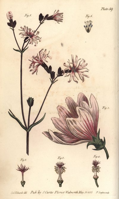 マロー（Malva sylvestris）、モナデルフィア 作： Sydenham Teast Edwards
