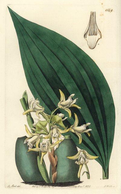 Maxillaria palmifolia orchid (Pale yellow maxillaria, Maxillaria decolor).Sydenham Edwards