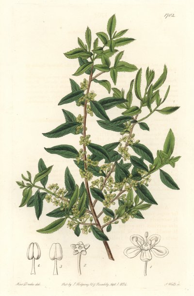 Maytenus boaria (maiten) 中南米の固有種 - Sarah Anne Drake (1803-1857)のイラストからS.Wattsが描いた強い水、Botanical Registerより 作： Sydenham Teast Edwards