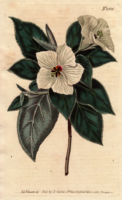 Melhania Saint Helena with white flowers.St.Helena 赤い木に白い花が咲く。Melhania erythroxylon（メルハニア・エリスロキシロン）。William Curtis