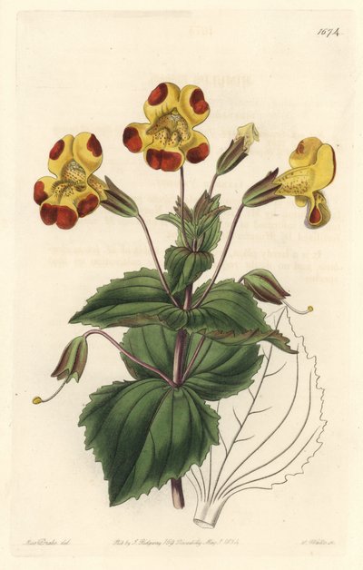 Mimule, 愛称：モンキーフラワー、ムスクフラワー、ハイブリッド品種 - S. Watts Strong Water、Sarah Anne Drake (1803-1857)のイラストより、Botanical Registerより。 作： Sydenham Teast Edwards