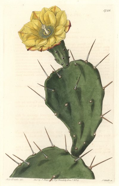南米原産の花サボテン「Monacanth Pactus」-Sarah Anne Drake（1803-1857）のイラストからS.Wattsが描いた強い水、Botanical Registerより。 作： Sydenham Teast Edwards