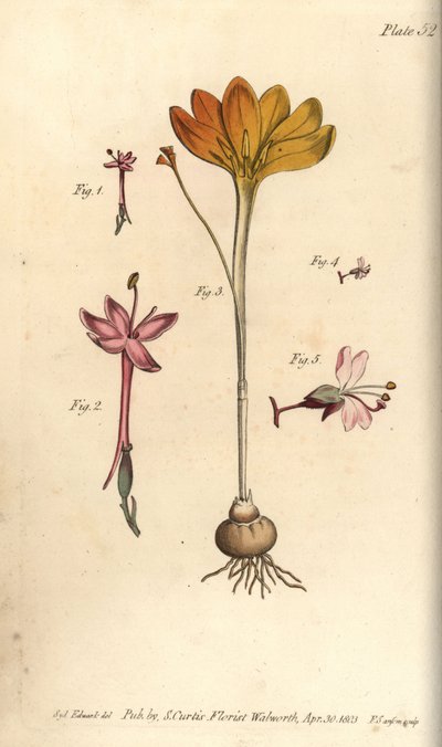 Monandria 1,2、金の布Crocus angustifolius (Triandria) 3、魅惑のナイトシェードCircaea alpina (Diandria) 4,5。Sydenham EdwardsがWilliam CurtisのLecture on Botanyに寄稿した植物図鑑の手彩色銅版画。 作： Sydenham Teast Edwards