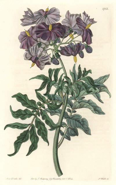 チリ原産のモレル（Solanum） - Sarah Anne Drake（1803-1857）のイラストからS.Wattsが描いた強い水、Botanical Registerより。 作： Sydenham Teast Edwards