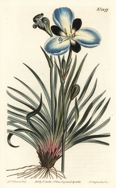 Mourning-flowered aristea, Aristea lugens (Aristea melaleuca).William Curtis