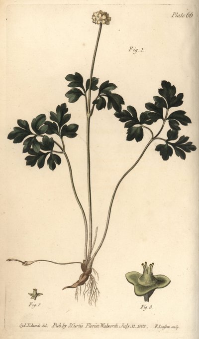 麝香草、Adoxa moschatellina、Tetragynia、花1と雌しべ2,3。William Curtis
