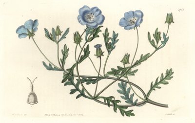 Namophile maculee（カリフォルニア原産） - Sarah Anne Drake（1803-1857）のイラストからS.Wattsが作成したWater forte（植物図鑑より）。 作： Sydenham Teast Edwards