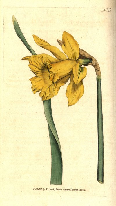 Narcissus - スペイン水仙、Narcissus hispanicus（大水仙、Narcissus major）。William Curtis