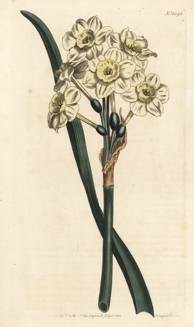 Narcissus a bouquet - Bunch-flowered daffodil, Narcissus tazetta (Pale-cupped white garden narcissus; Narcissus orientalis) - William Curtis