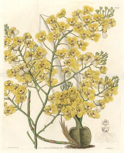 ニュージーランド原産の黄色い花を咲かせる蘭（Oncidium ampliatum） - Sarah Anne Drake（1803-1857）のイラストからS.Wattsが描いたWater forte（Botanical Registerより 作： Sydenham Teast Edwards