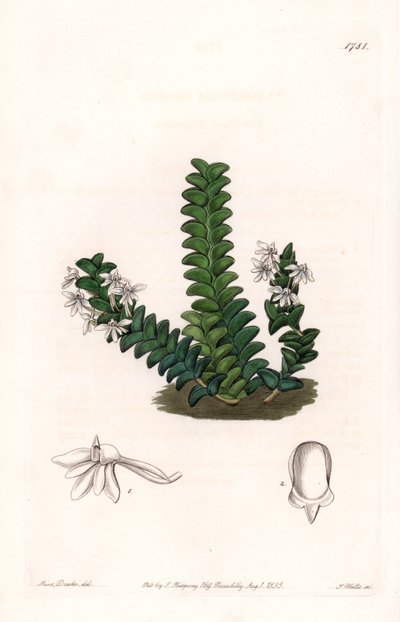 蘭。Angraecum variety, native of Equatorial Africa - Plate engraved by S.Watts, from an illustration by Sarah Anne Drake (1803-1857), from the Botanical Register of Sydenham Edwards (1768-1819), England 作： Sydenham Teast Edwards