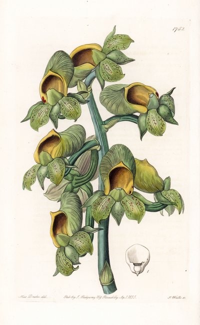 蘭。ブラジル原産のカサテツム種 - イギリスのSydenham Edwards(1768-1819)のBotanical Registerに掲載されたSarah Anne Drake(1803-1857)のイラストをS.Wattsがエングレーヴィングしたもの。 作： Sydenham Teast Edwards