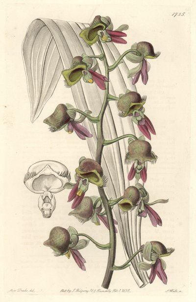 蘭 Catasetum、ツートンカラーの花、ギアナ原産 - Sarah Anne Drake (1803-1857)のイラストからS.Wattsが描いたWater forte、Botanical Registerより。 作： Sydenham Teast Edwards