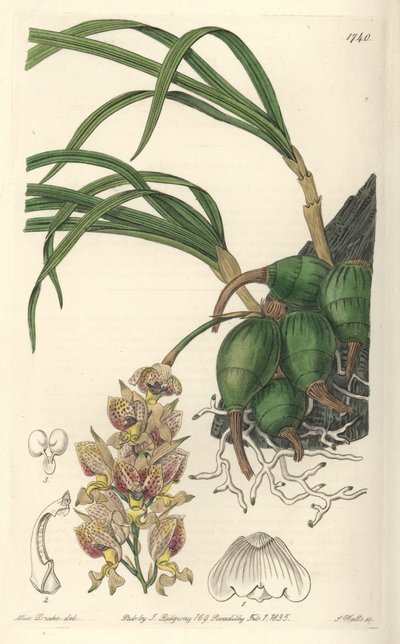 黄色と紫の花を咲かせるブラジル原産の蘭「グロビヤ」 - Sarah Anne Drake (1803-1857)のイラストからS.Wattsが描いたウォーターフォルテ、Botanical Registerより。 作： Sydenham Teast Edwards
