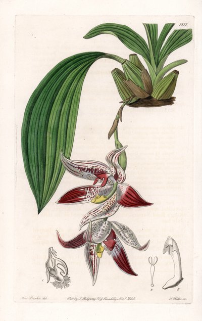 蘭。アマゾン原産のPaphinia cristata - イギリスのSydenham Edwards（1768-1819）のBotanical Registerに掲載されているSarah Anne Drake（1803-1857）のイラストをS.Wattsがエングレーヴィングしたもの。 作： Sydenham Teast Edwards