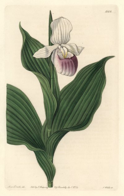 Orchid, Royal Cypripede - Water forte by S. Watts from an illustration by Sarah Anne Drake (1803-1857), from the Botanical Register 作： Sydenham Teast Edwards